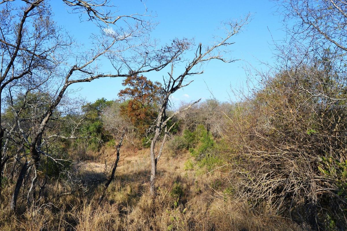 Live Among the Majestic: Luxury and Wildlife in Perfect Harmony - Photo 5