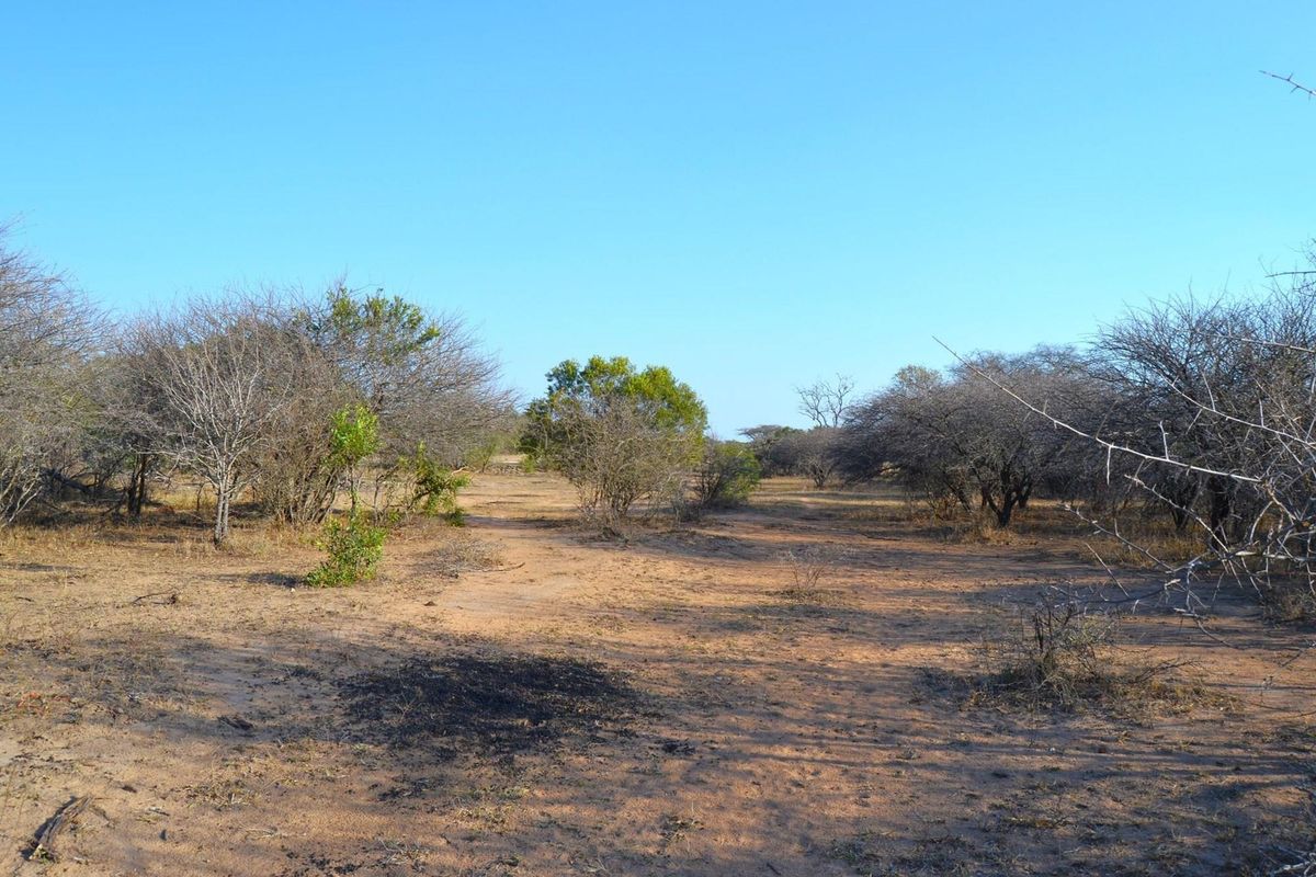 Live Among the Majestic: Luxury and Wildlife in Perfect Harmony - Photo 3