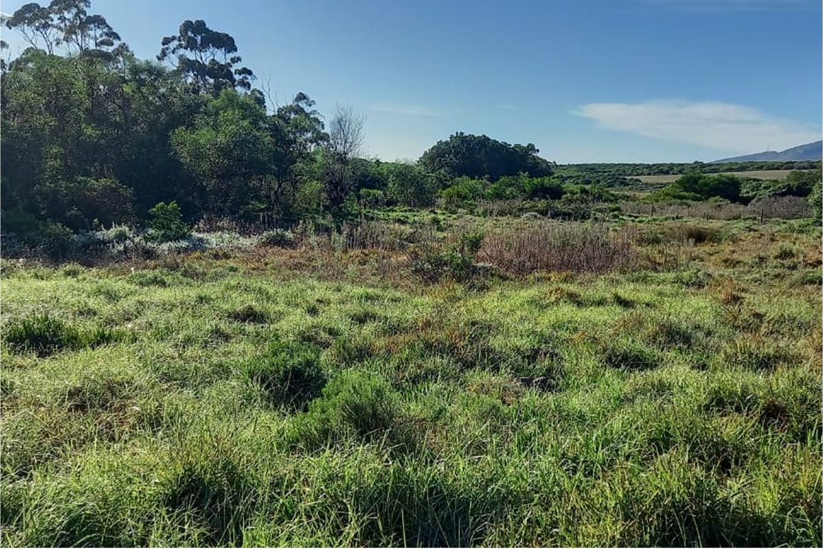 A view of a vacant residential plot featuring natural grassland and established native trees.