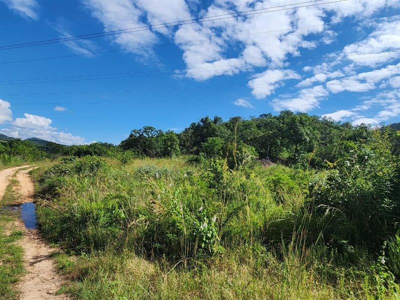 A view of the natural landscape on the farm property, featuring a dirt track and dense indigenous vegetation under a clear blue sky.