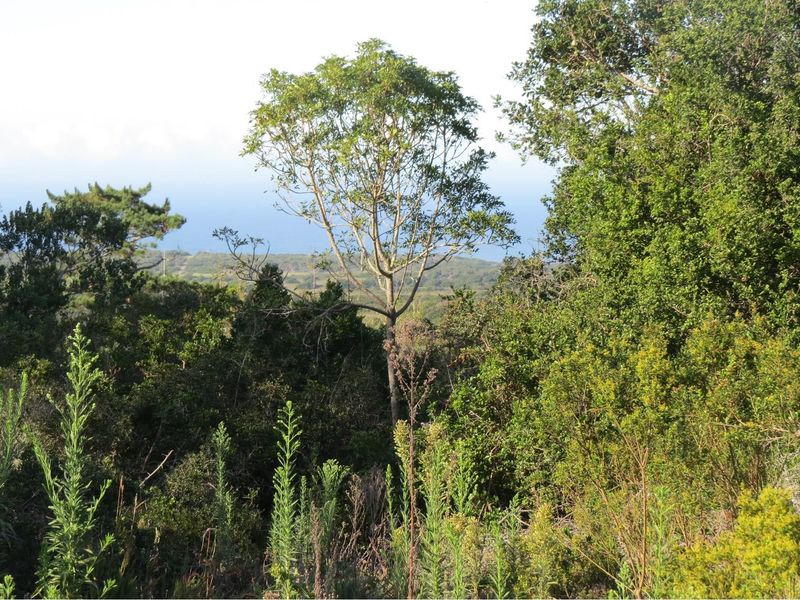 Vacant Stand with Sea Views, Position, Old Sea View Road, Port Elizabeth. - Photo 7