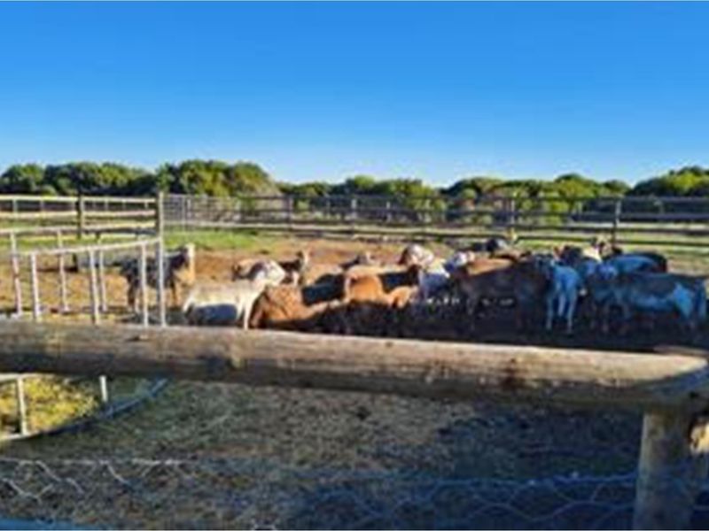 Luxury Off-Grid Farm for Sale - Grazing Land and Views near Heidelberg - Photo 9