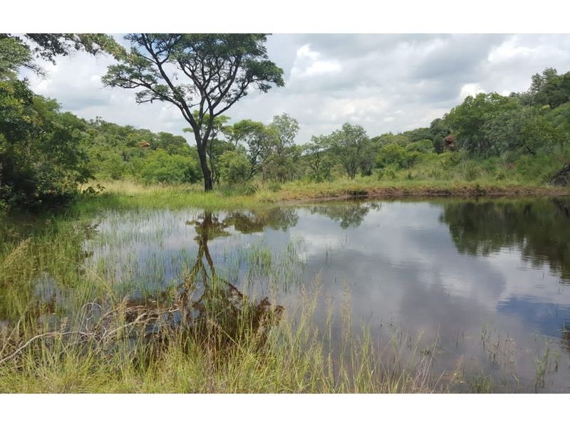 A serene natural farm dam surrounded by indigenous trees and lush vegetation, offering a peaceful landscape view.