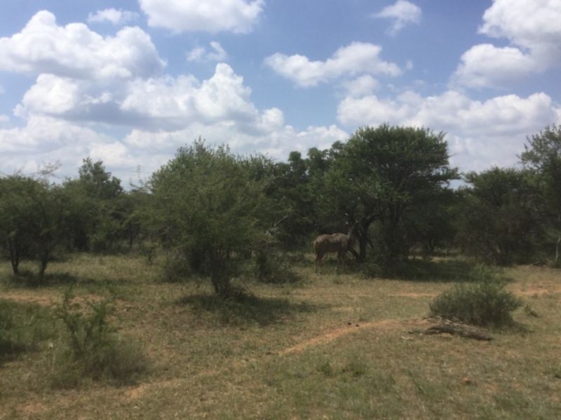 A scenic view of the natural farm landscape featuring indigenous trees and open bushveld terrain.