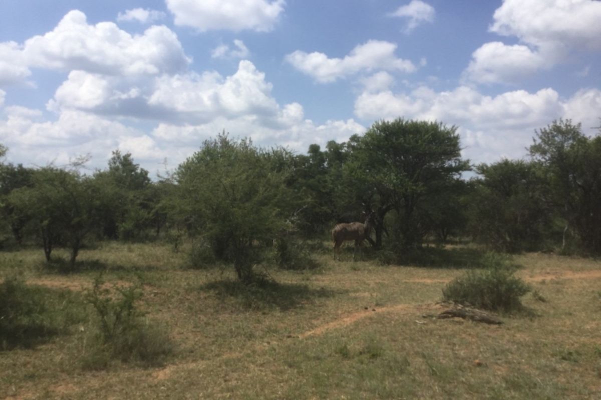 A scenic view of the natural farm landscape featuring indigenous trees and open bushveld terrain.