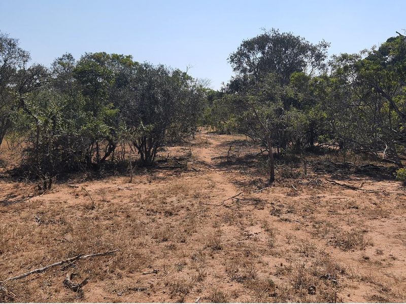 A large stand of >1Ha in Big 4 Moditlo Wildlife Estate - Photo 9