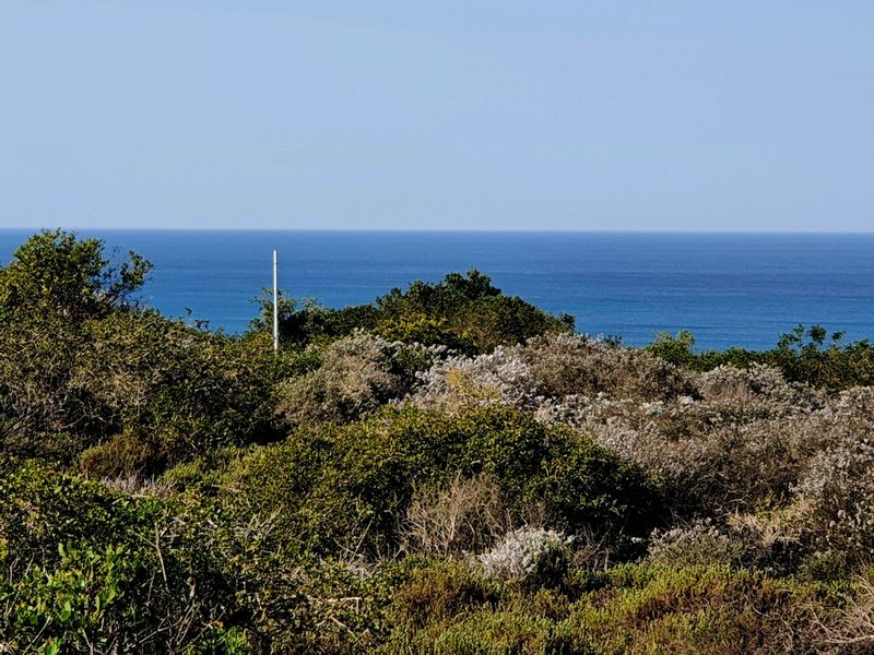 A scenic view of the ocean horizon framed by natural coastal vegetation on the vacant residential land.