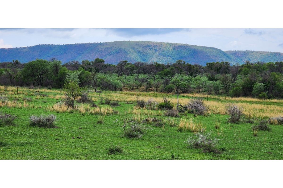 FARM - Cattle and Game Farm - Rooiberg - Leeupoort - 3873 ha South Africa - Photo 2
