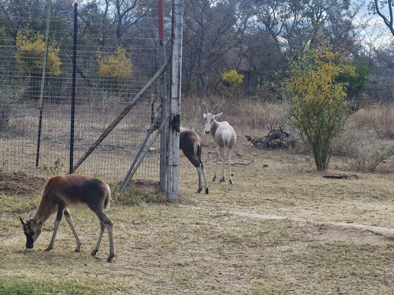 SMALLHOLDING - CHICKEN and PIG FARMING STRUCTURES IN PLACE - Photo 7