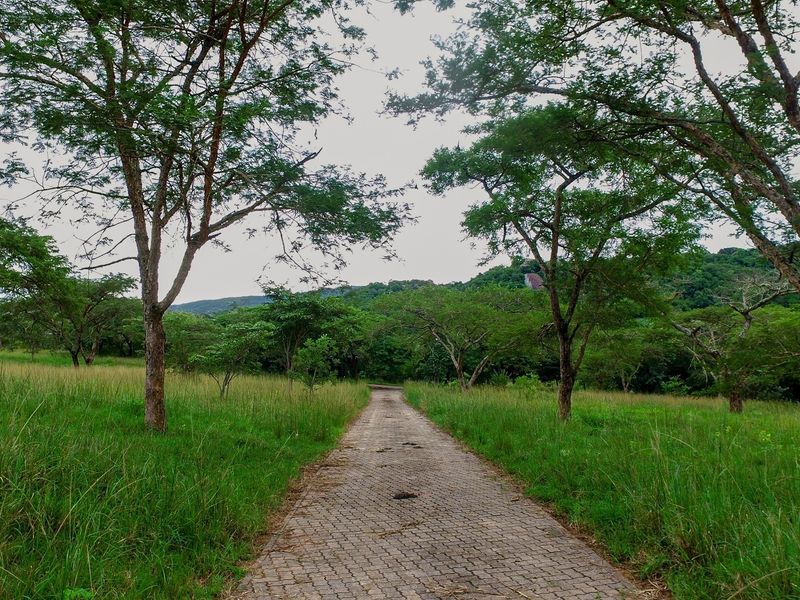 A paved driveway leading through a lush, green residential plot surrounded by mature trees and natural landscape.
