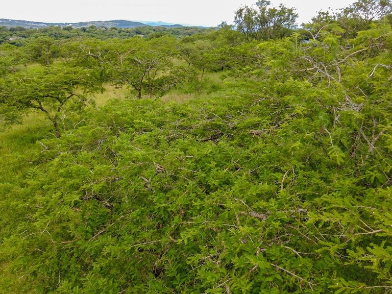 A view of the vacant residential land featuring natural vegetation, mature trees, and rolling landscape in the background.