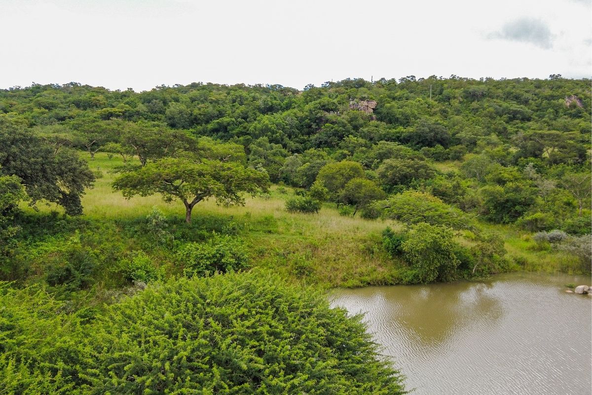 A scenic view of the vacant residential land featuring natural vegetation, mature trees, and a small pond.