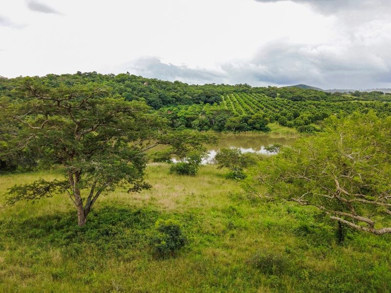 An elevated view of the vacant residential land featuring lush green vegetation, mature trees, and a natural water body in the background.