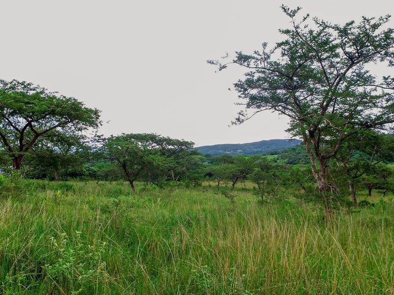 A view of the vacant residential land featuring natural vegetation, mature trees, and rolling hills in the background.