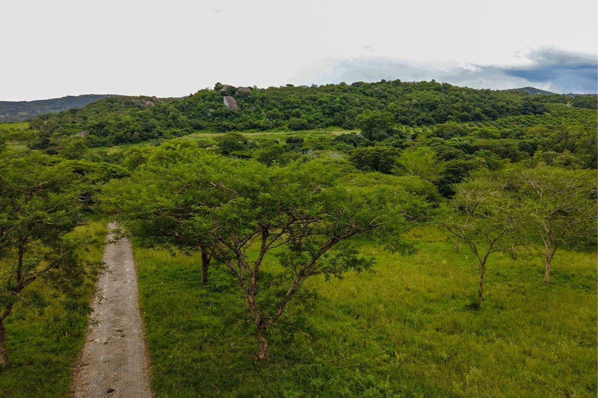 An aerial view of a vacant residential plot featuring natural vegetation, mature trees, and a paved driveway leading into the property.
