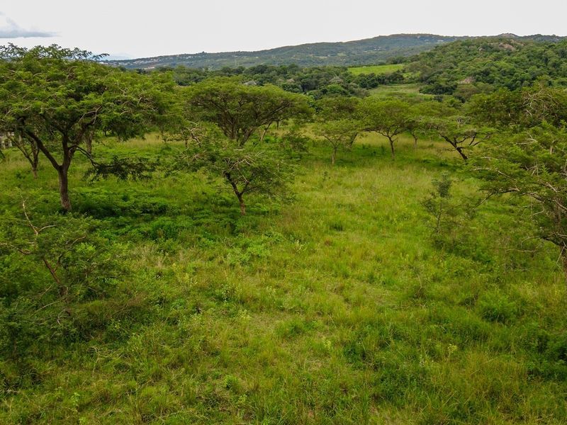 A scenic view of a vacant residential plot featuring natural vegetation, mature trees, and rolling hills in the background.