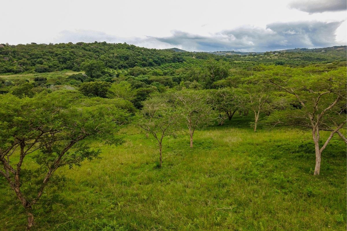 A scenic view of the lush, green vacant land featuring mature indigenous trees and rolling hills in the background.
