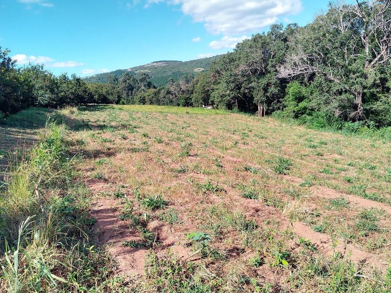 A view of a cleared agricultural plot bordered by mature trees and natural vegetation on a farm property.