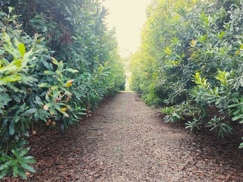 A view down a path between rows of mature orchard trees on the farm property.