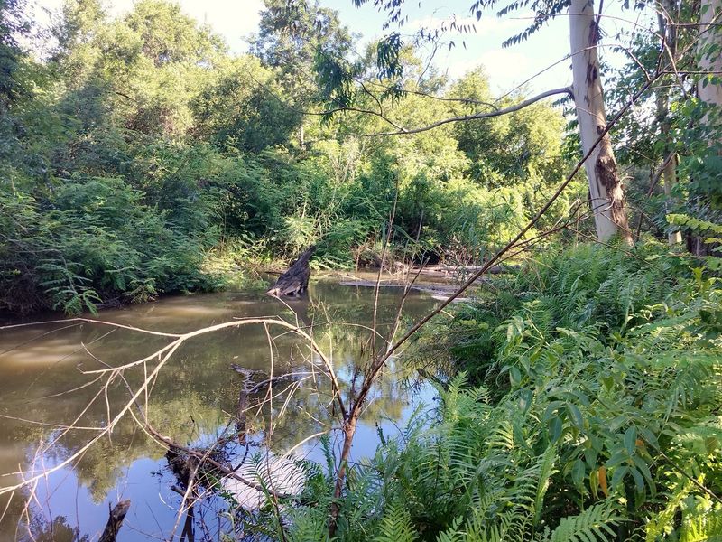 A scenic view of a natural stream flowing through lush, established riparian vegetation on the farm property.