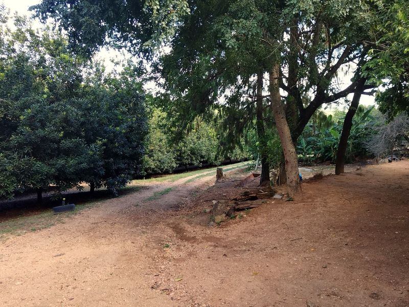 A view of the farm grounds featuring a dirt access path winding through mature trees and established orchard plantings.
