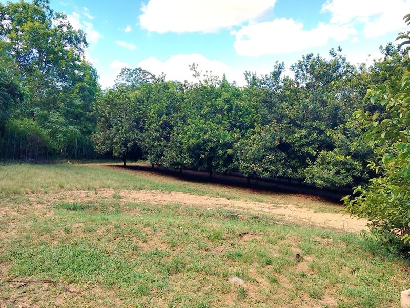 A view of a spacious farm garden featuring a well-established orchard with mature trees and open grassy areas.