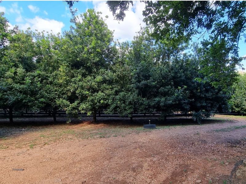 A well-maintained orchard featuring rows of mature trees and an integrated irrigation system on the farm property.