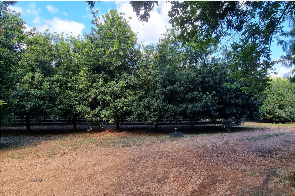 A well-maintained orchard featuring rows of mature trees and an integrated irrigation system on the farm property.