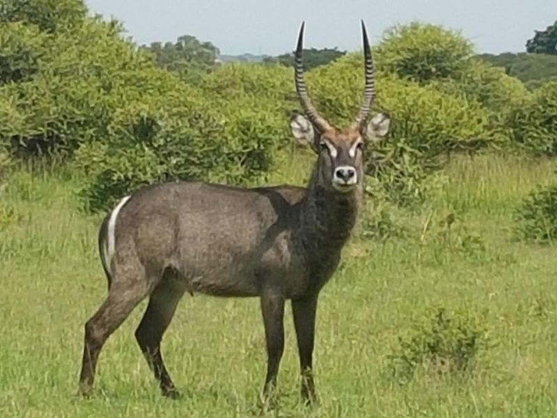 Intaba-Indle - Breathtaking mountain and game reserve  views - Bushveld vacant land - Tar Roads - Photo 10
