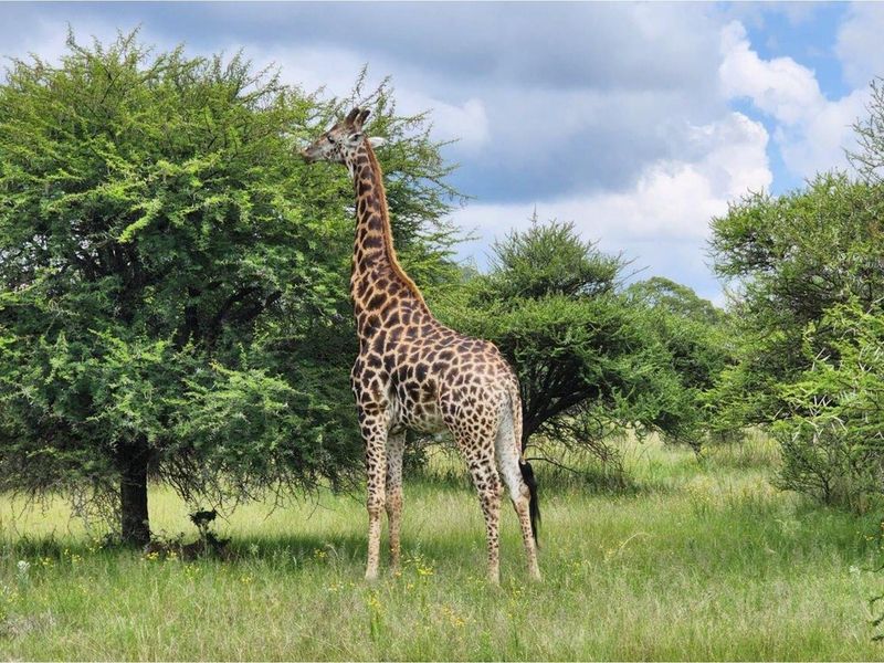 Intaba-Indle - Breathtaking mountain and game reserve  views - Bushveld vacant land - Tar Roads - Photo 5