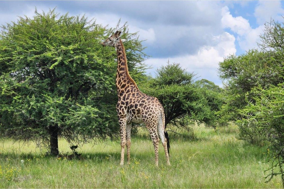 Intaba-Indle - Breathtaking mountain and game reserve  views - Bushveld vacant land - Tar Roads - Photo 5