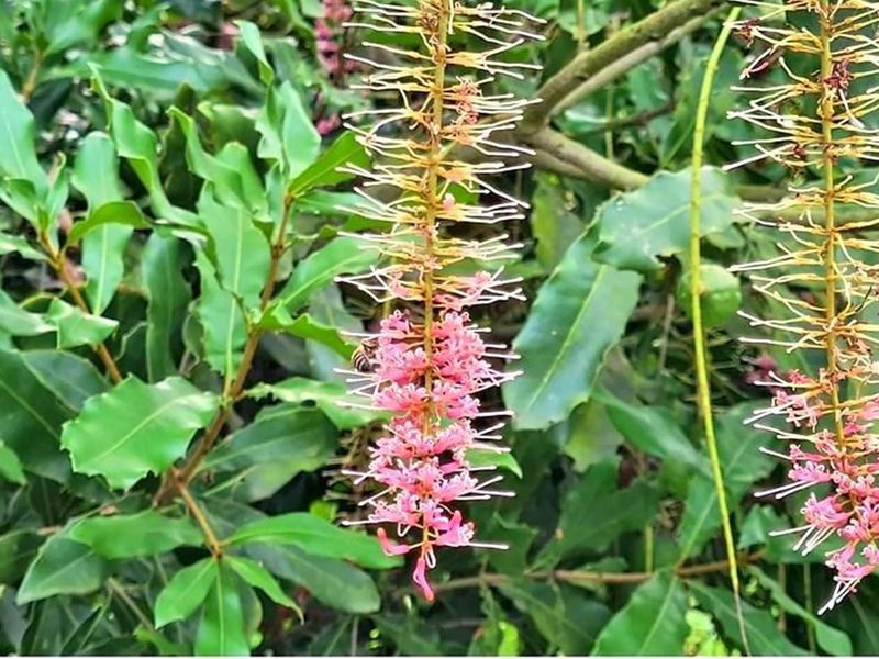 Sprawling 265Ha Macadamia Farm Oasis - Your Agricultural Dream Awaits Near Nelspruit. - Photo 7