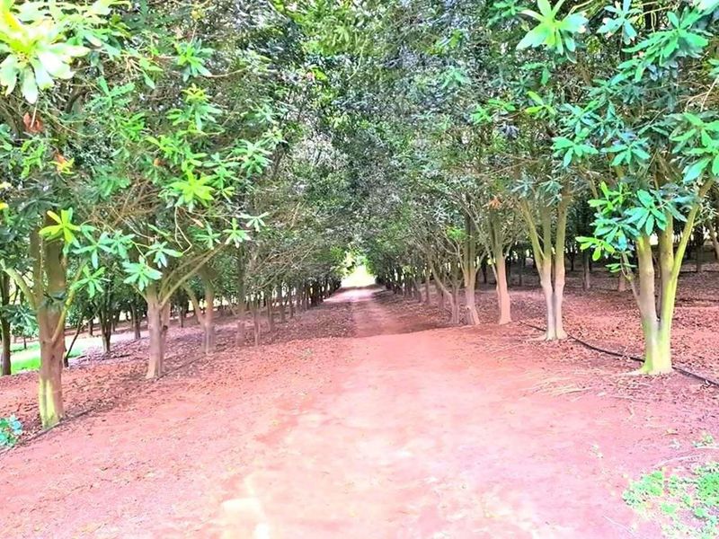 Sprawling 265Ha Macadamia Farm Oasis - Your Agricultural Dream Awaits Near Nelspruit. - Photo 5