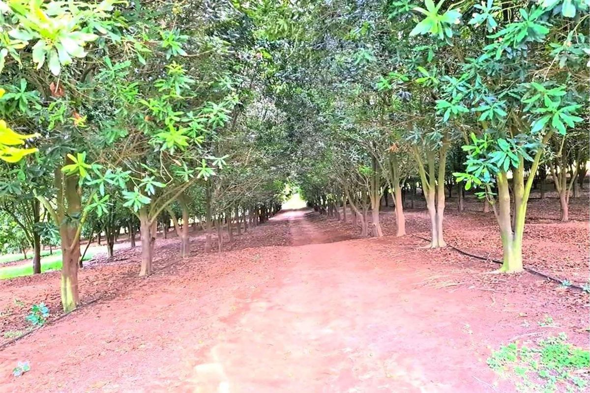 Sprawling 265Ha Macadamia Farm Oasis - Your Agricultural Dream Awaits Near Nelspruit. - Photo 5