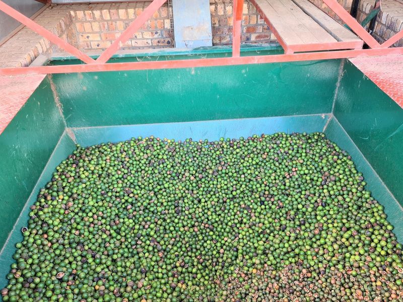 Sprawling 265Ha Macadamia Farm Oasis - Your Agricultural Dream Awaits Near Nelspruit. - Photo 2