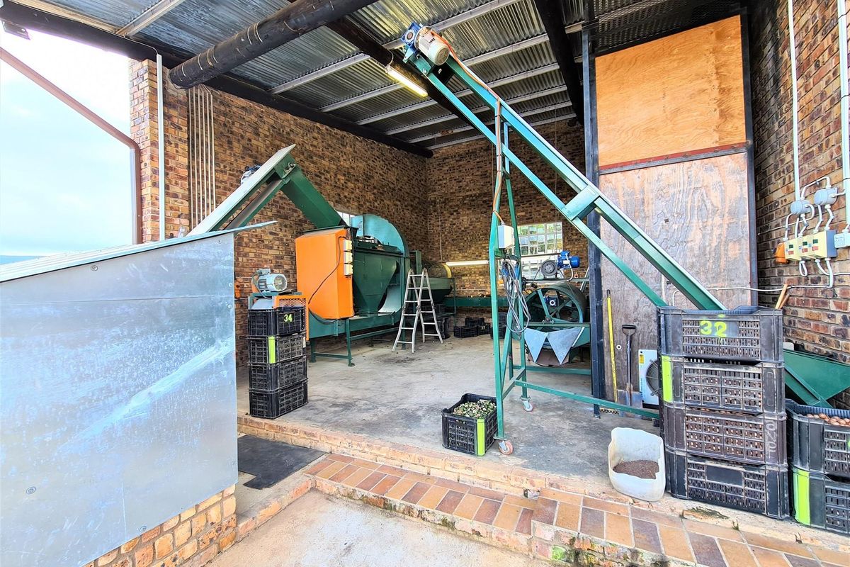 Sprawling 265Ha Macadamia Farm Oasis - Your Agricultural Dream Awaits Near Nelspruit. - Photo 4