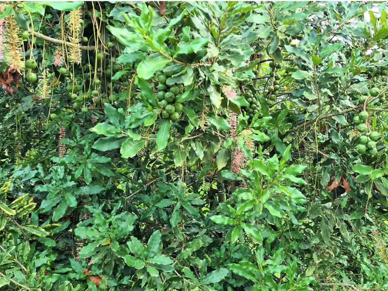 Sprawling 265Ha Macadamia Farm Oasis - Your Agricultural Dream Awaits Near Nelspruit. - Photo 3