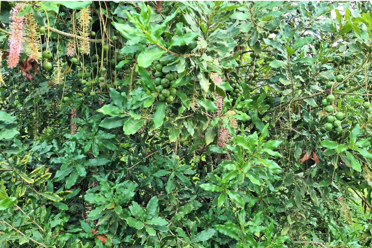 Sprawling 265Ha Macadamia Farm Oasis - Your Agricultural Dream Awaits Near Nelspruit. - Photo 3