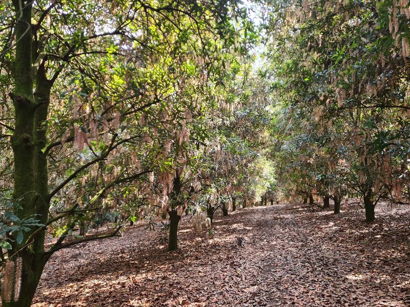 Macadamia Farm for Sale in Kiepersol Valley 76Ha  near Hazyview, Mpumalanga - High-Yield Investment - Photo 8