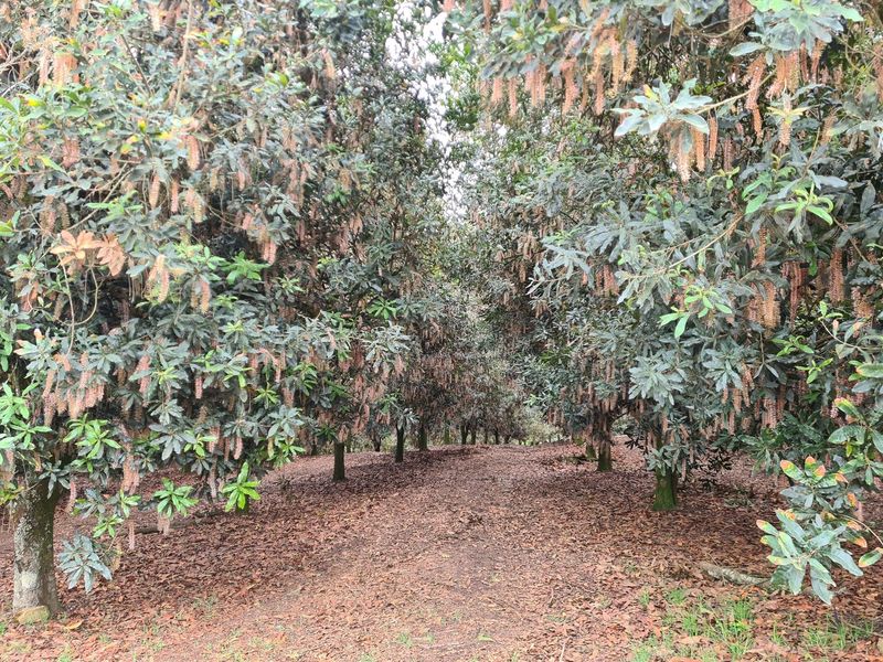 Macadamia Farm for Sale in Kiepersol Valley 76Ha  near Hazyview, Mpumalanga - High-Yield Investment - Photo 7