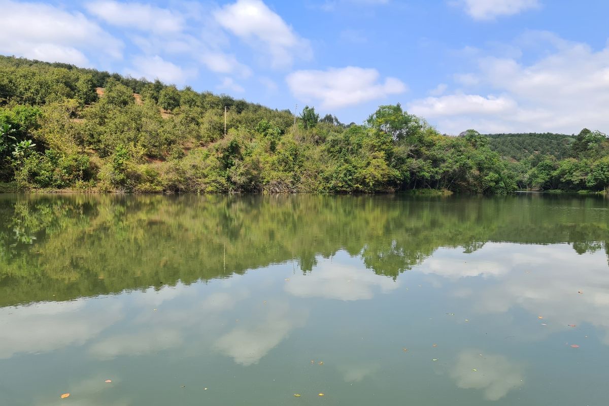 Macadamia Farm for Sale in Kiepersol Valley 76Ha  near Hazyview, Mpumalanga - High-Yield Investment - Photo 2