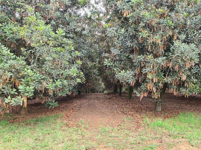 Macadamia Farm for Sale in Kiepersol Valley 76Ha  near Hazyview, Mpumalanga - High-Yield Investment - Photo 9
