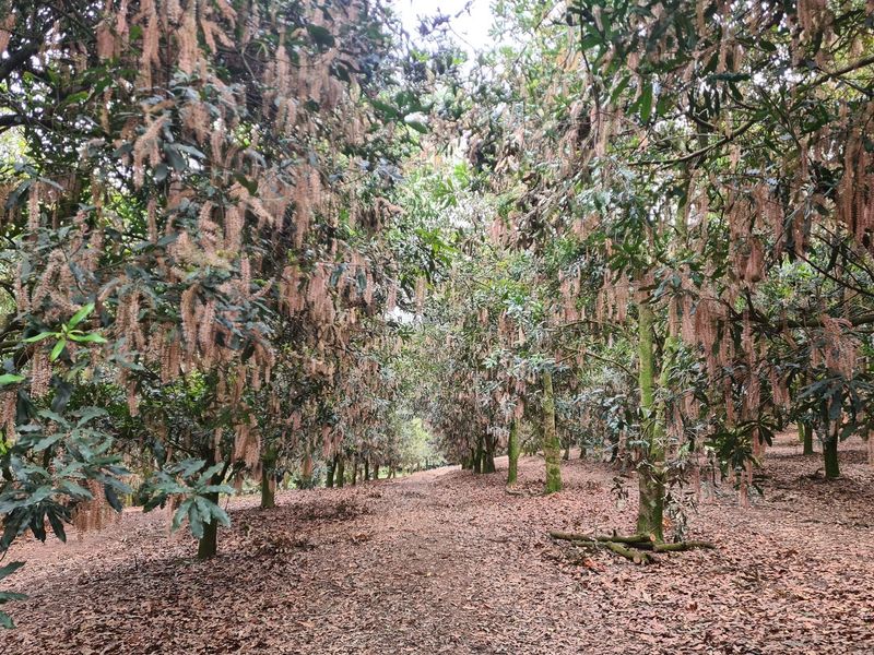 Macadamia Farm for Sale in Kiepersol Valley 76Ha  near Hazyview, Mpumalanga - High-Yield Investment - Photo 2