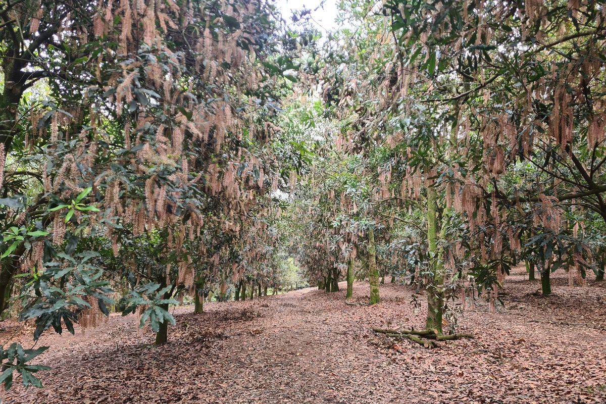 Macadamia Farm for Sale in Kiepersol Valley 76Ha  near Hazyview, Mpumalanga - High-Yield Investment - Photo 2