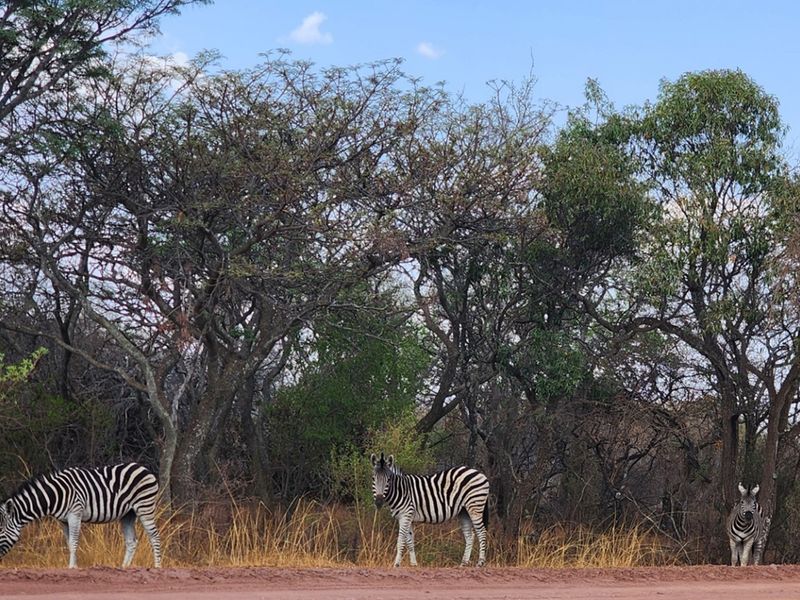Vacant Stand with Approved Plans - Verloren Estate, Waterberg - Photo 2