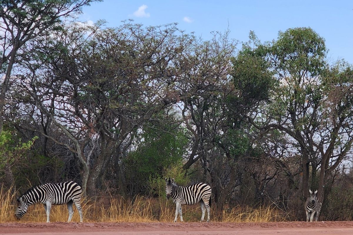 Vacant Stand with Approved Plans - Verloren Estate, Waterberg - Photo 2