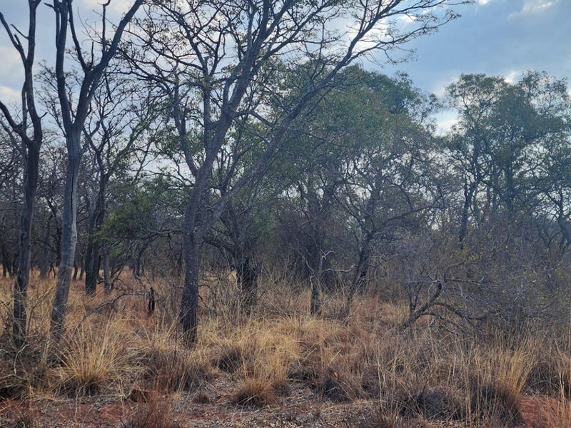 Vacant Stand with Approved Plans - Verloren Estate, Waterberg - Photo 3