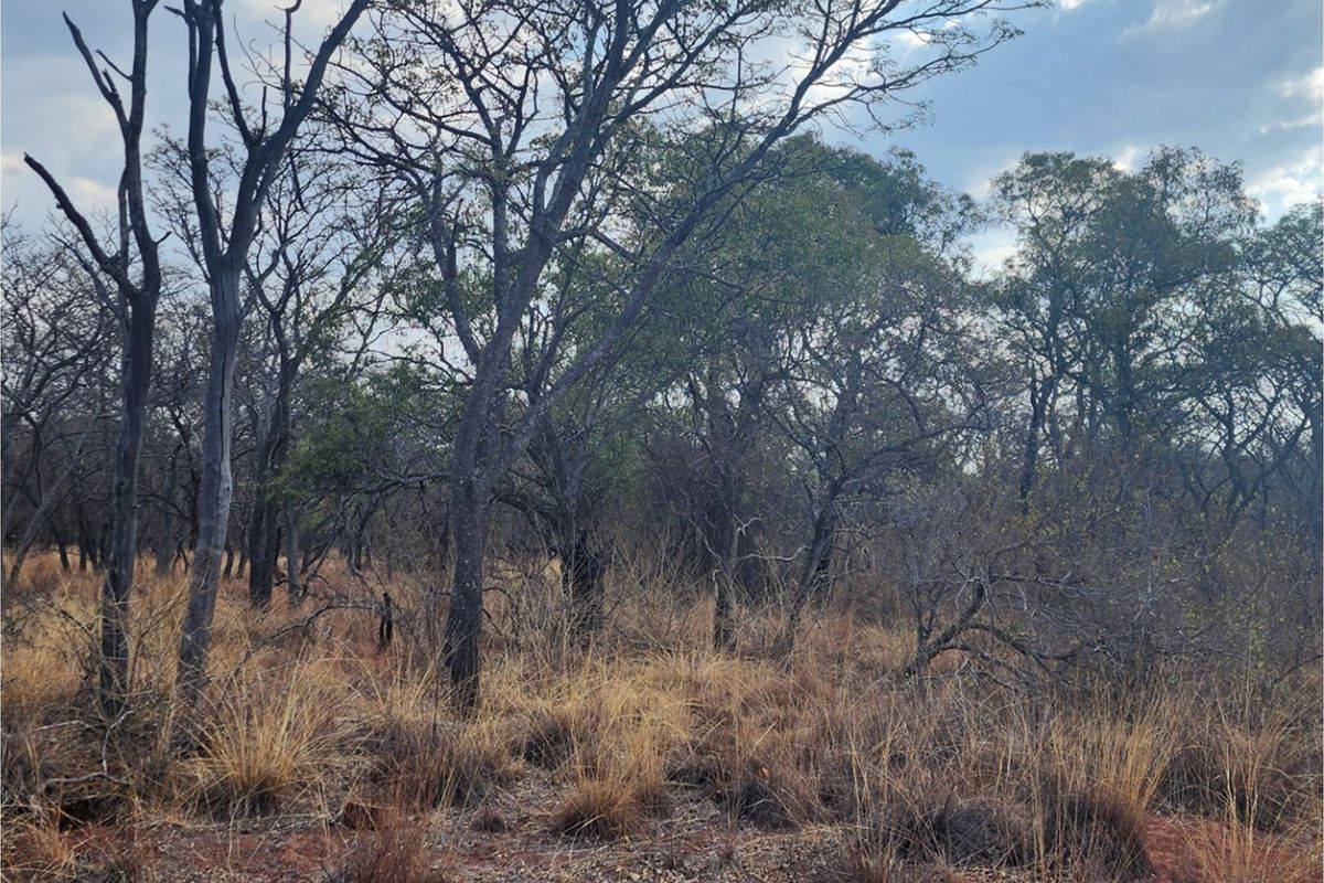 Vacant Stand with Approved Plans - Verloren Estate, Waterberg - Photo 3
