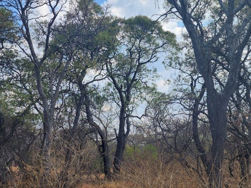 Vacant Stand with Approved Plans - Verloren Estate, Waterberg - Photo 5