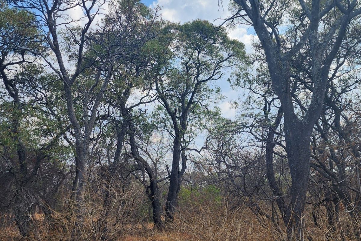 Vacant Stand with Approved Plans - Verloren Estate, Waterberg - Photo 5